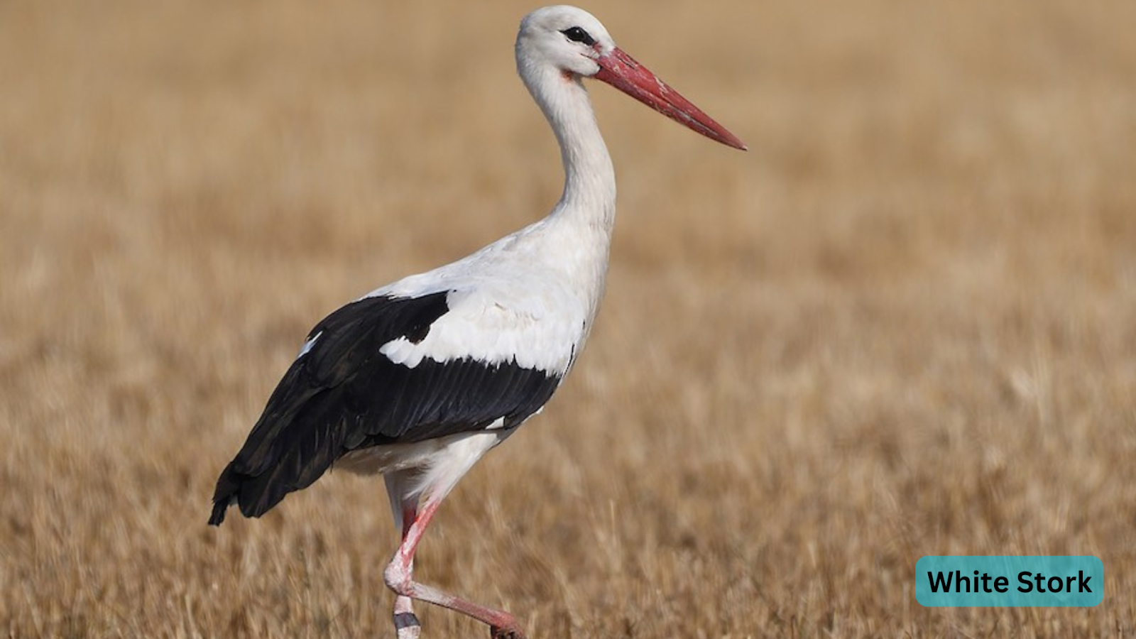 White Stork