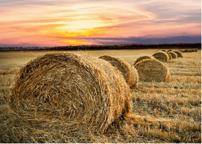 Factors to Consider When Choosing Hay