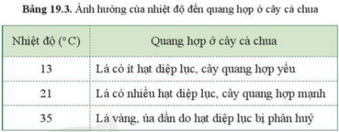 BÀI 19. CÁC YẾU TỐ ẢNH HƯỞNG ĐẾN QUANG HỢP MỞ ĐẦUCâu hỏi: Đưa chậu cây hoa giấy trồng ngoài sáng vào trong nhà, em hãy dự đoán hiện tượng xảy ra đối với cây hoa giấy sau 1 thời gian (khoảng một tháng). Dựa vào phương trình tổng quát của quang hợp, cho biết những yếu tố nào ảnh hưởng đến hiện tượng đó.Đáp án chuẩn:Ánh sáng, nước, carbon dioxide, nhiệt độ.I. CÁC YẾU TỐ ẢNH HƯỞNG ĐẾN QUANG HỢP1. Ánh sángCâu 1: Lấy ví dụ cây ưa ánh sáng mạnh và cây ưa ánh sáng yếu.Đáp án chuẩn:- Cây ưa ánh sáng mạnh: cây hoa giấy, cây hoa sứ.- Cây ưa ánh sáng yếu: cây tầm gửi, cây sâm ngọc linh.Câu hỏi 1: Quan sát hình 19.2, cho biết cây nào ưa ánh sáng mạnh và cây nào ưa ánh sáng yếu? Vì sao?Đáp án chuẩn:- Cây ưa sáng yếu: Cây trầu không, vì có phiến lá thường rộng, màu xanh sẫm, cây thấp nhỏ mọc dưới bóng cây khác.- Cây ưa sáng mạnh: Cây bạch đàn, vì có phiến lá nhỏ, màu xanh sáng, thân cây cao lớn, thường mọc ở nơi quang đãng.Vận dụng 1Câu hỏi: Vì sao trong nông nghiệp để tăng năng suất một số loại cây trồng người ta thường dùng đèn chiếu sáng vào ban đêm?Đáp án chuẩn:Để cung cấp đủ cường độ và thời gian chiếu sáng thích hợp để kích thích quá trình quang hợp tích lũy vật chất trong cây → cây sinh trưởng và phát triển tốt.Câu 2: Từ kết quả trong bảng 19.1, cho biết ánh sáng mạnh hay yếu có ảnh hưởng đến quang hợp ở rong đuôi chó như thế nào.Đáp án chuẩn:Ánh sáng mạnh thì cây quang hợp mạnh, giải phóng ra nhiều khí oxygen và ngược lại.Vận dụng 2Câu hỏi: Vì sao nhiều giống cây trồng muốn thu năng suất cao thì không nên trồng cây với mật độ quá dày? Nêu ví dụ?Đáp án chuẩn:Vì trồng quá dày khiến cây thu nhận được ít ánh sáng hơn → quang hợp yếu, chất hữu cơ tạo thành ít hơn → Năng suất thấp.Vận dụng 3Câu hỏi: Vì sao nhiều giống cây cảnh trồng ở chậu để trong nhà vẫn xanh tốt? Nêu ví dụ?Đáp án chuẩn:Vì những cây cảnh này ưa bóng nên khi đặt trong nhà vẫn có thể quang hợp được và phát triển xanh tốt. VD: Cây lưỡi hổ2. Carbon dioxideCâu 3: Đọc thông tin ở bảng 19.2 và cho biết ảnh hưởng của nồng độ carbon dioxide đến quang hợp ở cây đậu xanh và cây bí đỏ.Đáp án chuẩn:Nồng độ CO2 tăng từ 0,03% → 0,1% thì cường độ quang hợp tăng. Nồng độ CO2 tăng lên quá cao (0,4%) thì cường độ quang hợp giảm.Câu 4: So sánh cường độ quang hợp ở cây đậu xanh và cây bí đỏ ở cùng một nồng độ carbon dioxide. Từ đó có thể rút ra kế luận gì?Đáp án chuẩn: Cường độ quang hợp của cây đậu xanh luôn < cây bí đỏ Kết luận: Ở cùng một nồng độ CO2, thì cường độ quang hợp ở mỗi loại cây là khác nhau.3. NướcCâu 5: Nêu ảnh hưởng của nước đến quá trình quang hợp ở cây xanhĐáp án chuẩn:Là nguyên liệu quang hợp ở cây xanh. Cây hấp thụ đủ nước, quang hợp diễn ra bình thường. Cây thiếu nước, quang hợp giảm.Câu hỏi 2: Lấy ví dụ cây có nhu cầu nước khác nhau ở mỗi giai đoạn phát triển?Đáp án chuẩn:Ví dụ: Cây mía khi mới trồng cần tưới nước thường xuyên, đến khi có đốt thì không cần tưới nước nữa.Vận dụng 4Câu hỏi: Kể tên những cây cần nhiều nước, những cây cần ít nước ở địa phương?Đáp án chuẩn:- Cần nhiều nước: cây lúa, cây xu hào, cây ca cao, cây xoài,...- Cần ít nước: cây cọ, cây hoa giấy, cây hải quỳ, cây xương rồng...Vận dụng 5Câu hỏi: Vì sao trong trồng trọt muốn thu được năng suất cao thì cần tưới đủ nước cho cây trồng?Đáp án chuẩn:Vì giúp cây quang hợp hiệu quả → Cây sinh trưởng phát triển tốt, tạo thành nhiều chất hữu cơ giúp thu được năng suất cao.4. Nhiệt độCâu 6: Nêu ảnh hưởng của nhiệt độ đến quá trình quang hợp ở cây xanhĐáp án chuẩn:Khi nhiệt độ quá cao/thấp thì quá trình quang hợp bị giảm hoặc bị ngưng trệ.Câu 7: Đọc thông tin bảng 19.3, cho biết ảnh hưởng của nhiệt độ đến quang hợp ở cây cà chua. Cây quang hợp mạnh nhất ở nhiệt độ nào?Đáp án chuẩn:Ở 13 độ C, cây cà chua quang hợp yếu. Ở 21 độ C, cây cà chua quang hợp mạnh. Ở 35 độ C, cây cà chua ngưng quang hợpCâu 8: Có phải cứ tăng nhiệt độ là cường độ quang hợp sẽ tăng lên không?Đáp án chuẩn:Không phải. Nếu tăng nhiệt độ trên mức trung bình 20-30 độ C, thì quá trình quang hợp bị ngưng trệ.Vận dụng 6Câu hỏi: Vì sao trong thực tiễn người ta cần chống nóng và chống rét cho cây?Đáp án chuẩn:Vì tạo điều kiện nhiệt độ thuận lợi cho quá trình quang hợp, cây sẽ tạo được nhiều chất hữu cơ, giúp cây lớn nhanh và sinh trưởng tốt.II. Ý NGHĨA THỰC TIỄN CỦA VIỆC TRỒNG VÀ BẢO VỆ CÂY XANH.Câu 9: Cho biết hậu quả của việc cháy rừng và chặt phá rừng đầu nguồn.Đáp án chuẩn:Thiên tai, diện tích rừng giảm khiến lượng oxygen giảm, lượng carbon dioxide tăng gây hiện tượng hiệu ứng nhà kính và biến đổi khí hậu.Câu 10: Quan sát hình 19.4 và đọc thông tin mục II, cho biết.a. Vai trò của cây xanh. Các vai trò này do đâu mà có.b. Ý nghĩa việc trồng và bảo vệ cây xanh.Đáp án chuẩn:a. Cung cấp nguyên liệu, nhiên liệu, thuốc chữa bệnh; tổng hợp chất hữu cơ, cung cấp thức ăn và nơi ở cho sinh vật; hút khí CO2 → bắt nguồn từ nhu cầu thực tiễn.b. Giảm thảm hoạ lũ lụt, sạt lở đất; có đủ nguyên nhiên liệu cho quá trình sản xuất; cung cấp đủ thức ăn cho các sinh vật.Câu hỏi 3: Dựa vào phương trình quang hợp, giải thích một số vai trò của cây xanh trong tự nhiênĐáp án chuẩn:Điều hòa không khí, dòng chảy, phòng tránh sạt lở, lũ quét, hạn hán; giúp các sinh vật khác hô hấp, duy trì sự sống.Câu hỏi 4: Nêu ý nghĩa câu thơ của Bác Hồ:  Mùa xuân là tết trồng cây/ Làm cho đất nước càng ngày càng xuân