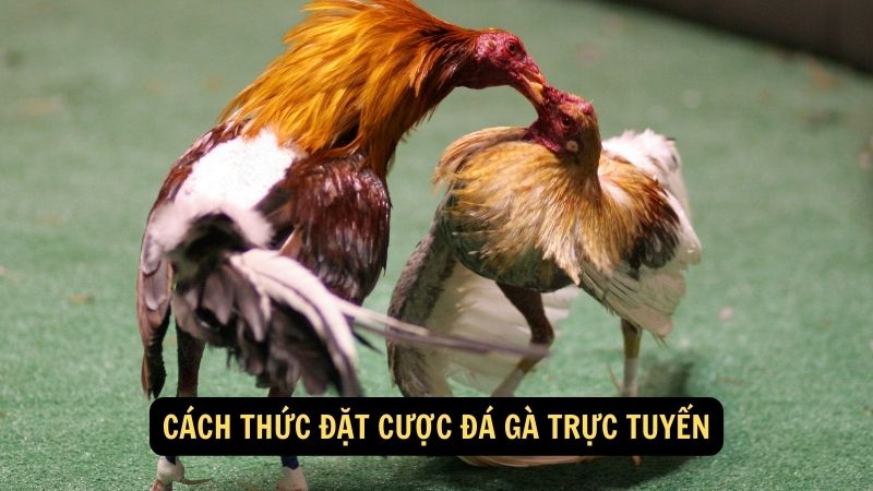 Cách thức đặt cược đá gà trực tuyến