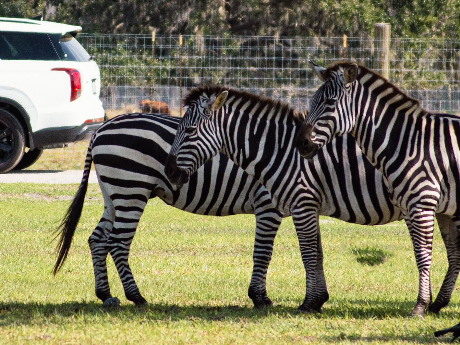 Three zebras standing together near a white SUV at Wild Florida’s Drive-thru Safari Park.