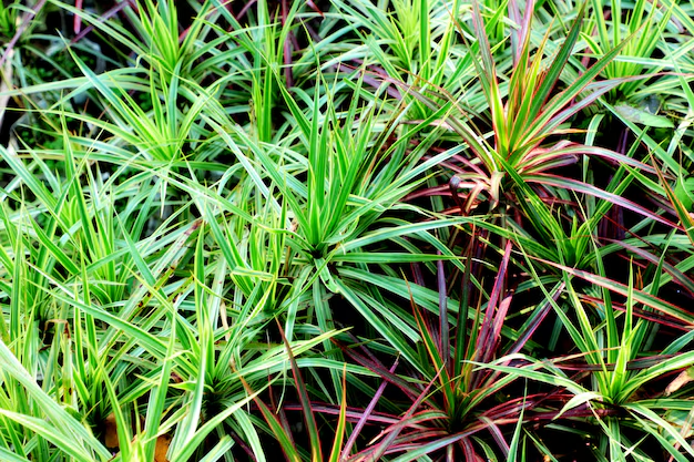 Bahia Grass