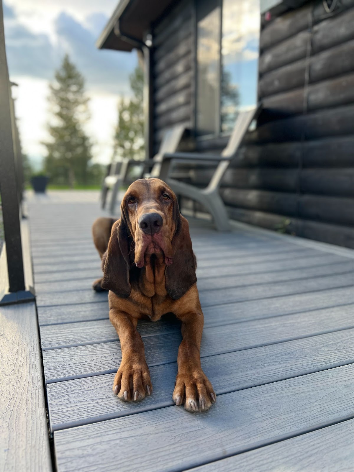 K9 Hiccup - Hiccup is a 3 year old Bloodhound that has been trained in tracking/trailing and decomposing human scent detection.