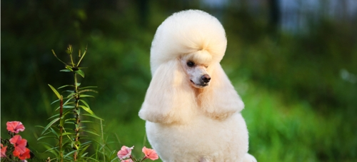 French Poodle