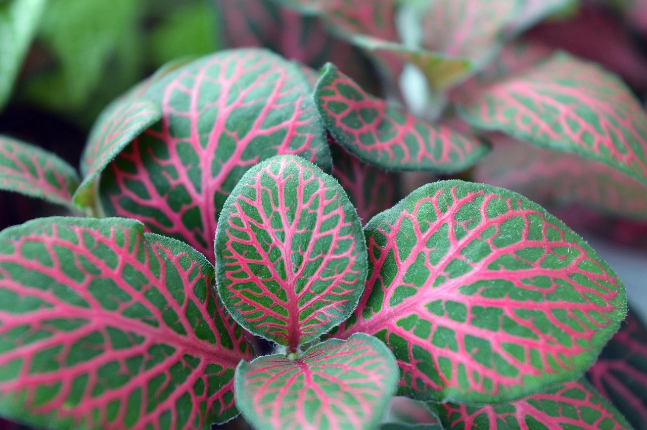 Are you giving your croton plant the right light?