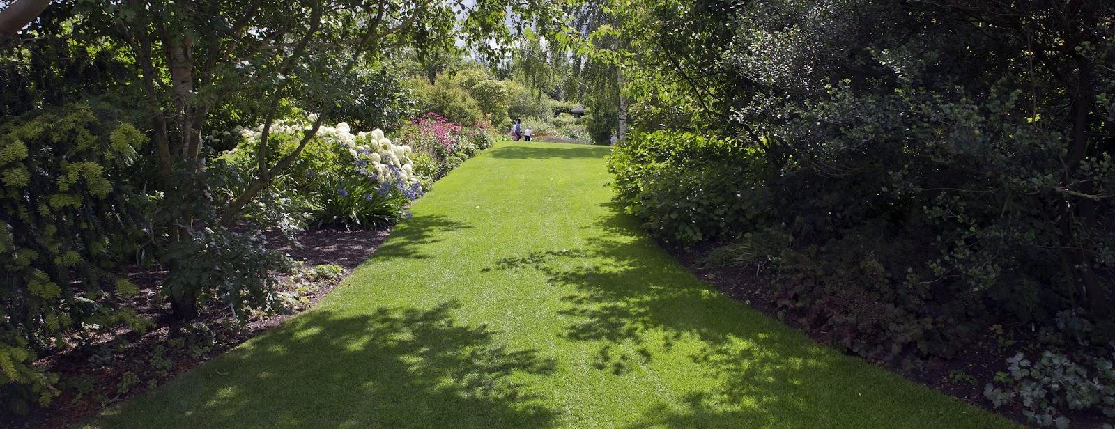 Shady lawn grass seed - Boston Seeds