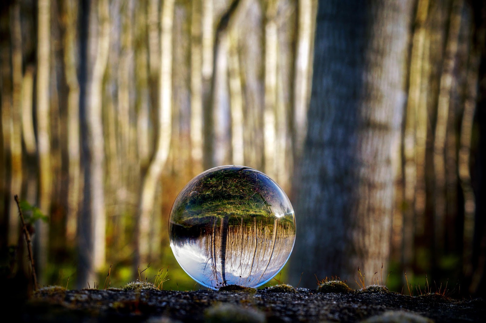 Glaskugel im Wald