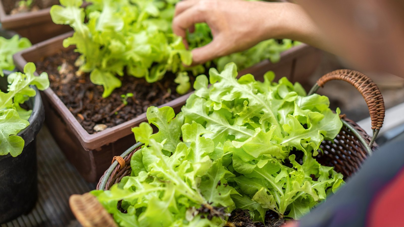 Lactuca sativa young starts with tender green leaves being gently planted by hand into small brown pots