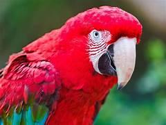 A close up of a parrot

Description automatically generated