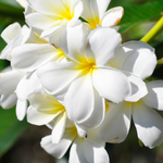 arabic flower names girl
