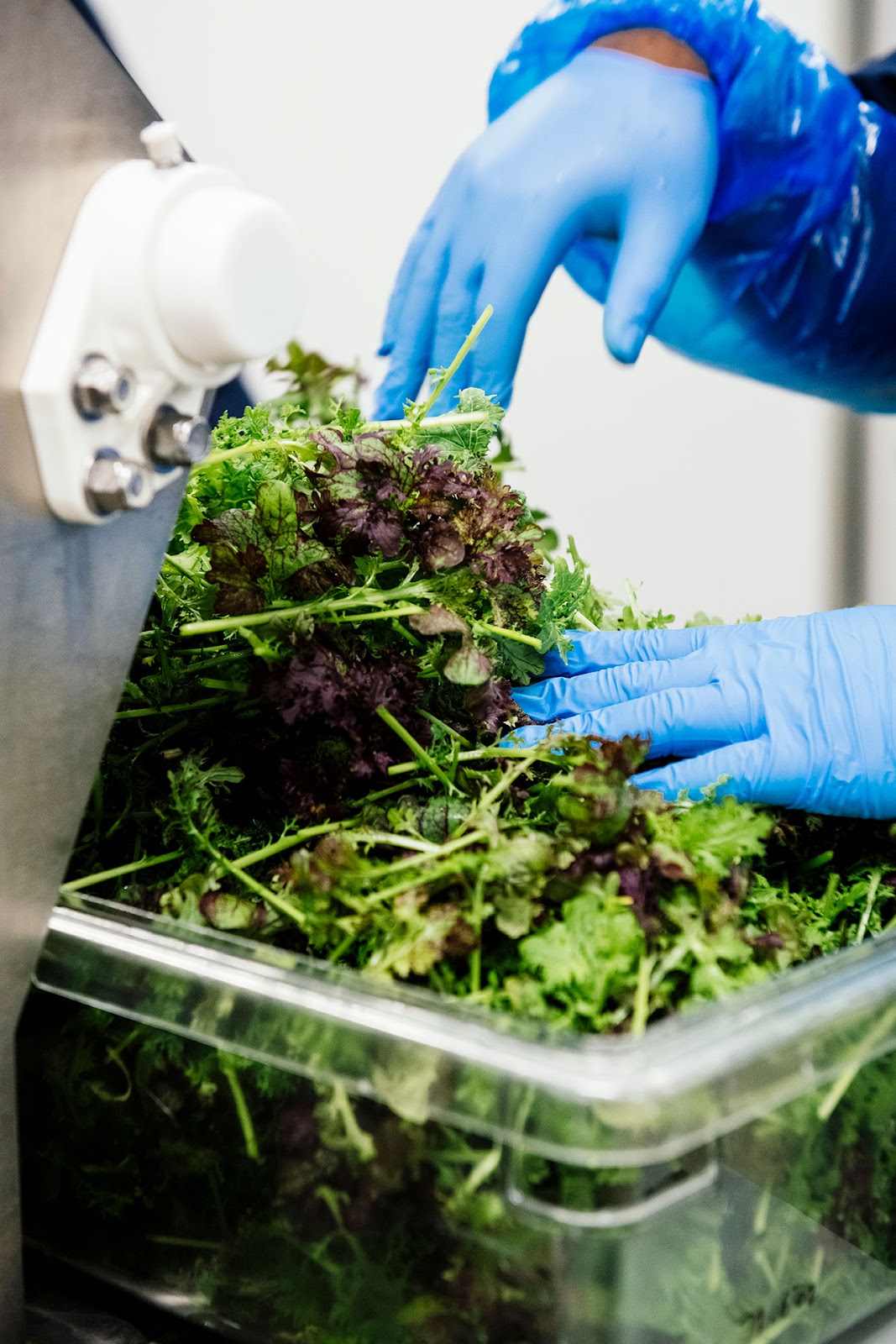 A close-up of hands wearing blue gloves handling freshly harvested leafy greens, including purple and green varieties, placed in a clear container. The setup appears to be in a clean, controlled environment, emphasizing food safety and quality during the processing of fresh produce.