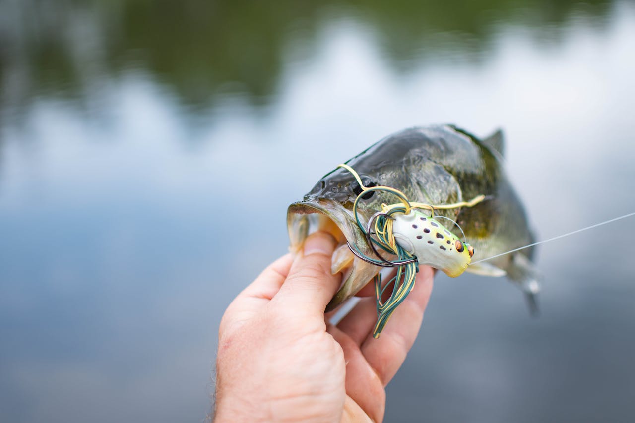 Essential Techniques for Bass Fishing
