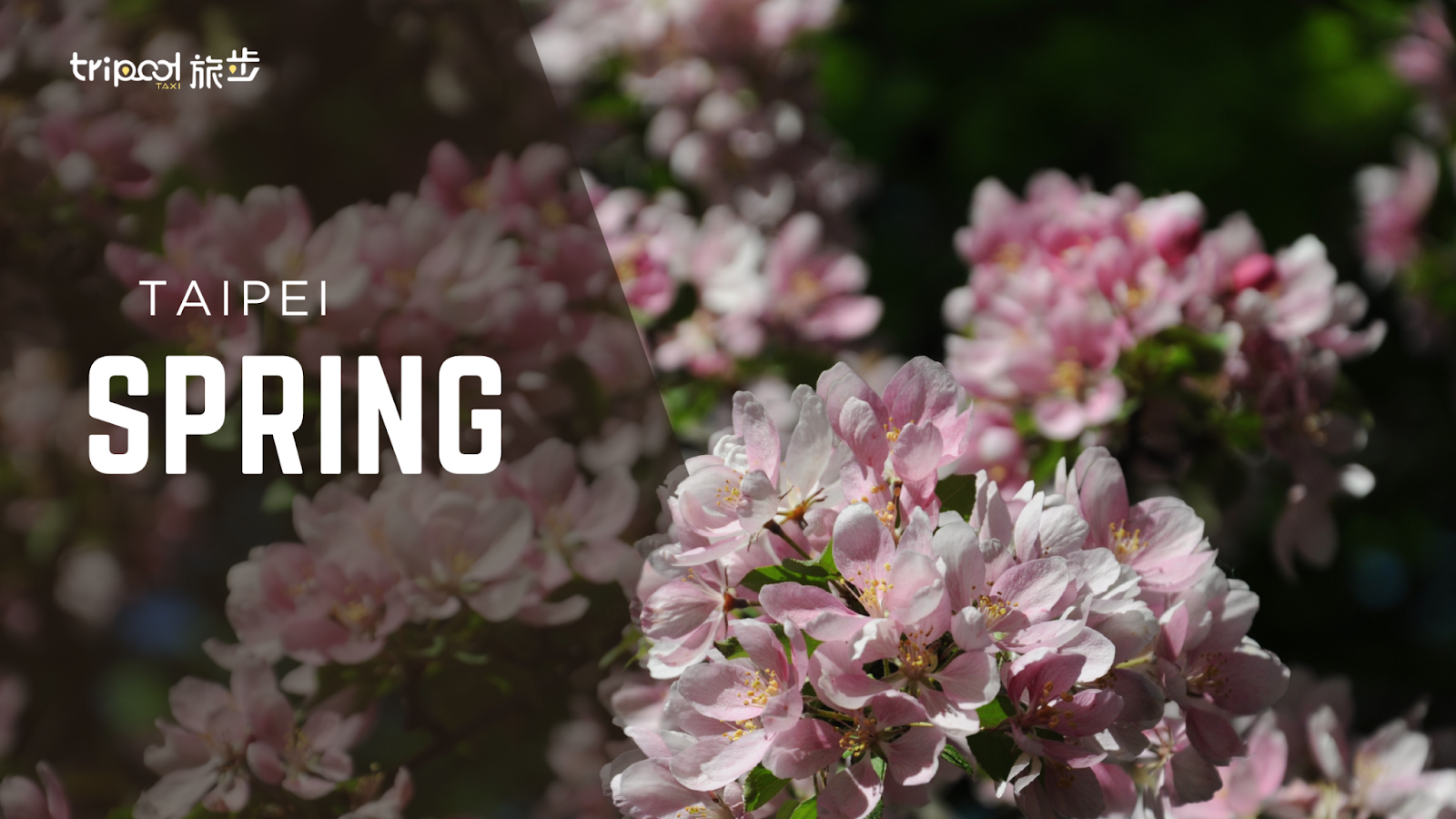 Spring in Taiwan (March-May): Flower Season