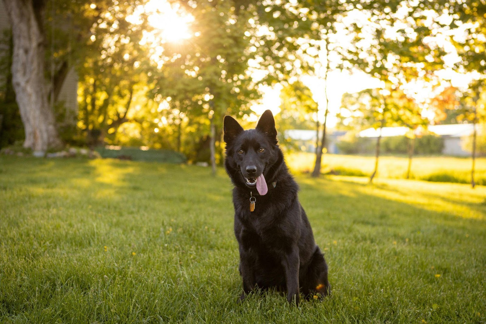 Schipperkes: The Curious Climbers