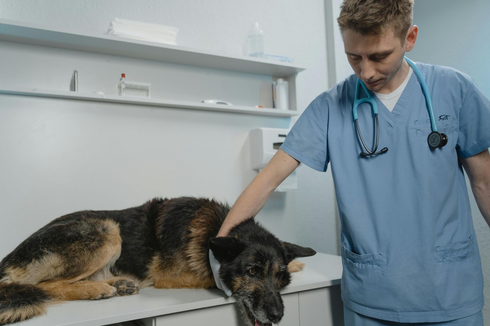 Vet Examining German Shepard&nbsp;