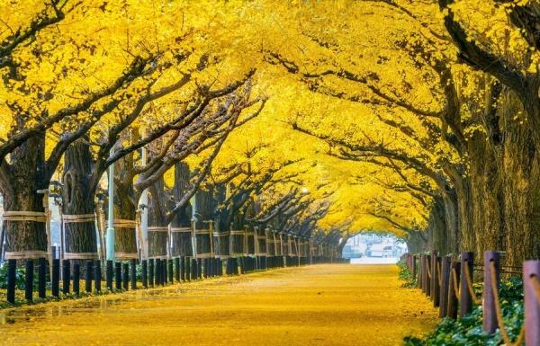 Những điểm ngắm lá tuyệt đẹp mùa lá đỏ Tokyo, Nhật Bản
