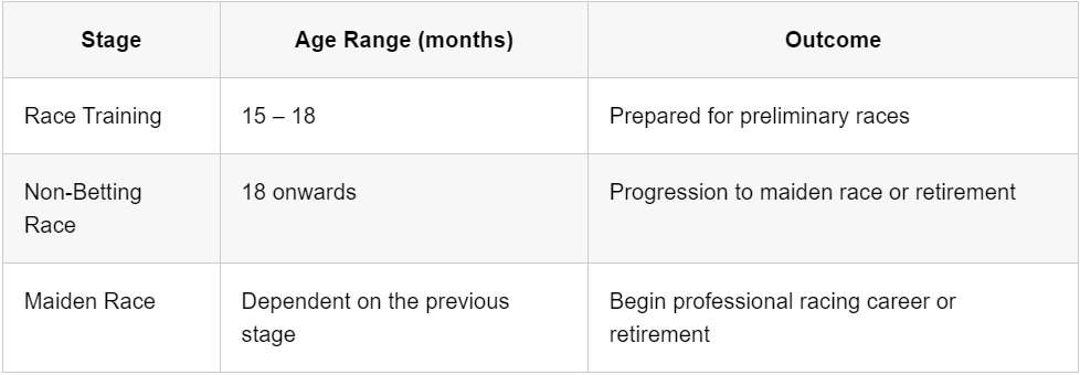 Summarising the stages of a Greyhound’s early racing career. Source: towcester-racecourse