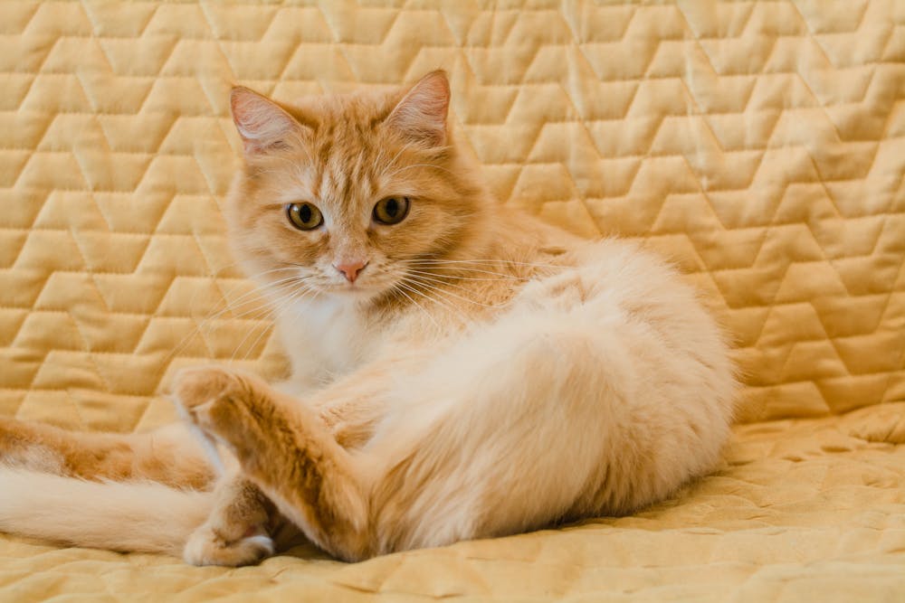 Orange Tabby Cat Lying on Brown Textile
