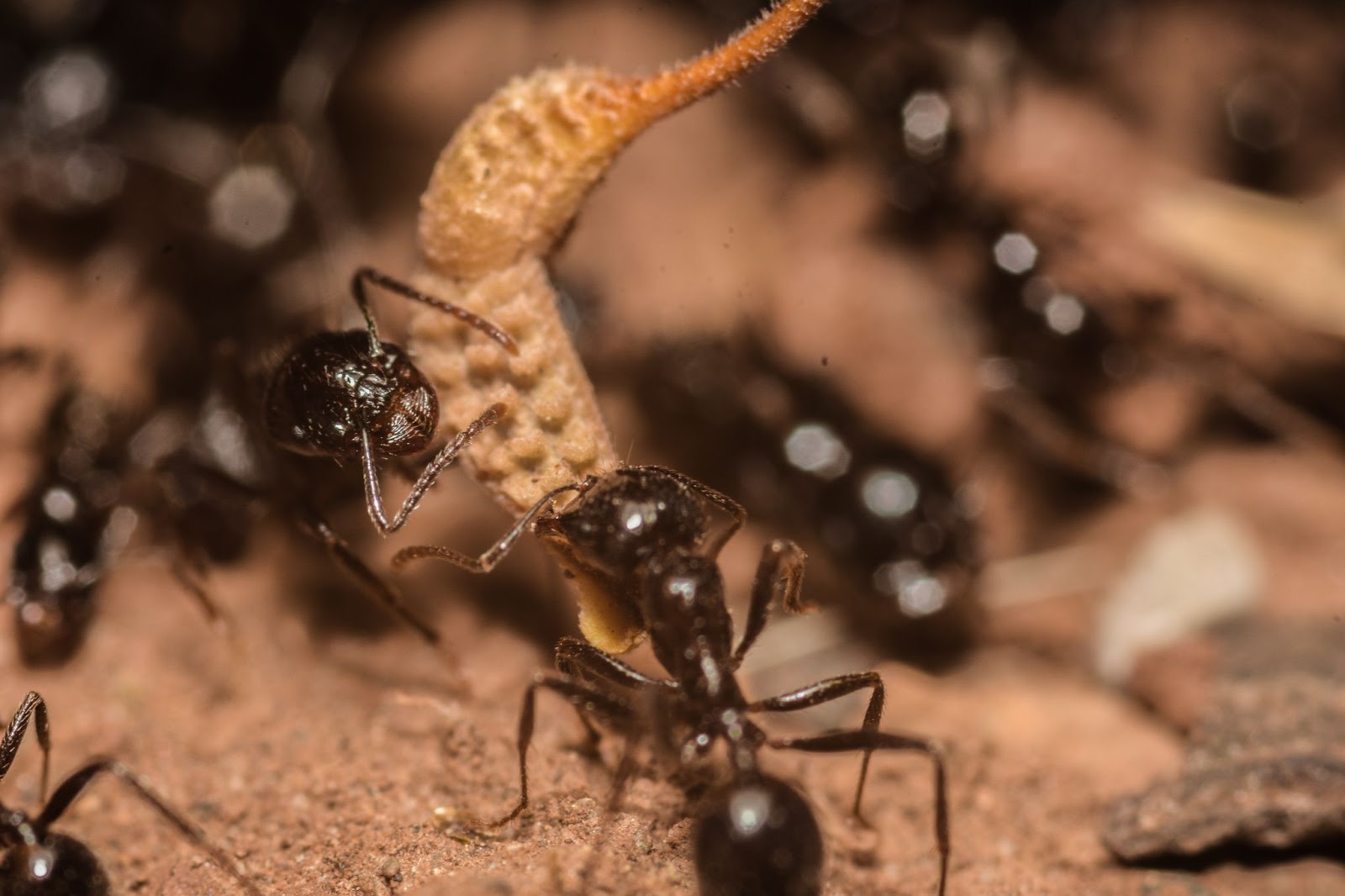 Close-up of black ants collaborating to move food within their colony.