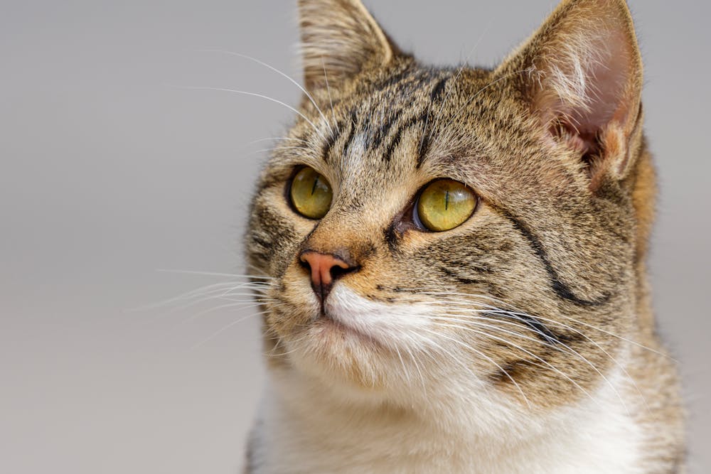 Close-Up Portrait of a Curious Tabby Cat