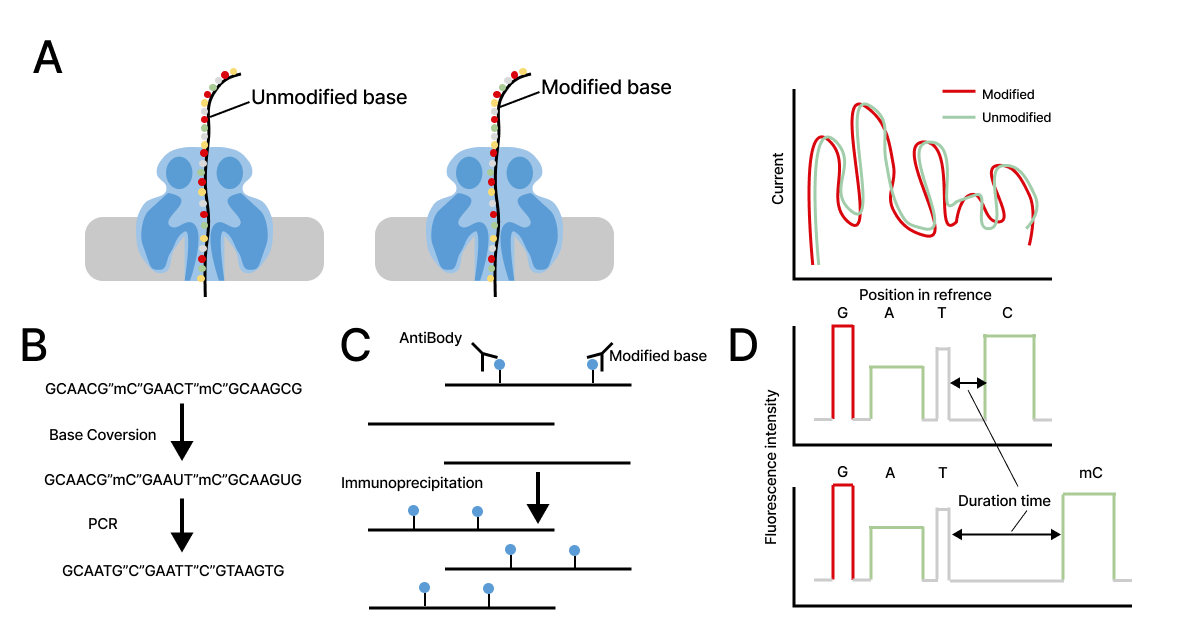 Oxford Nanopore Direct RNA Sequencing
