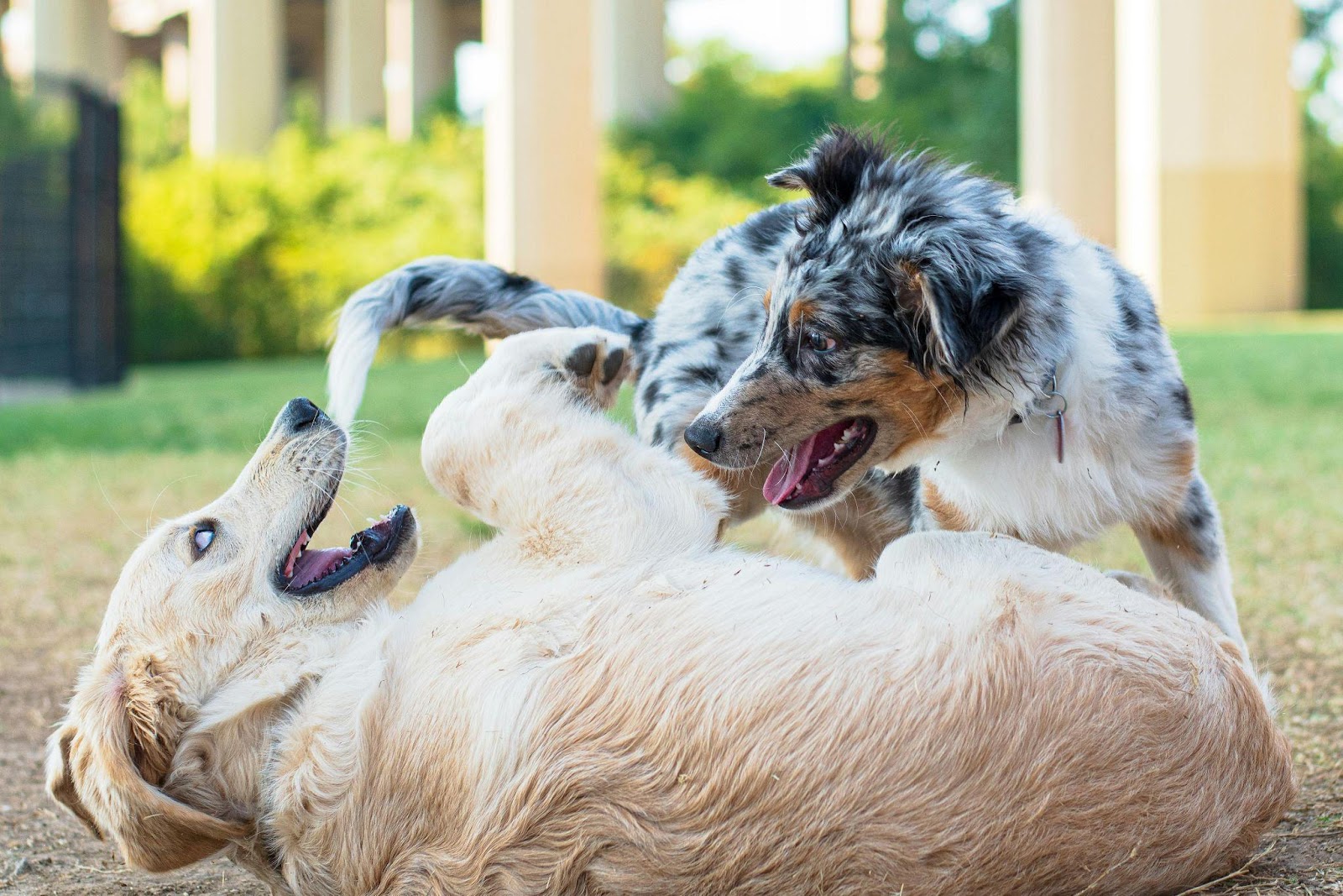 Australian Cattle Dogs