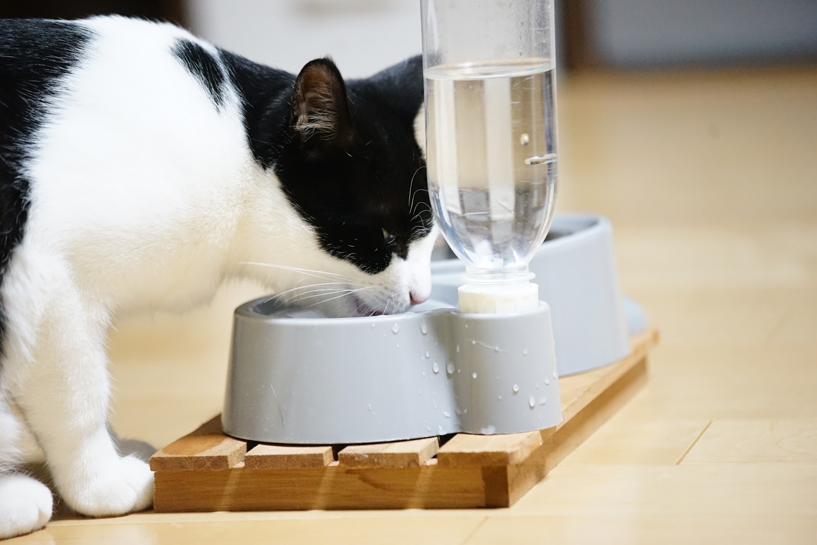 暖房による乾燥で水を飲む猫