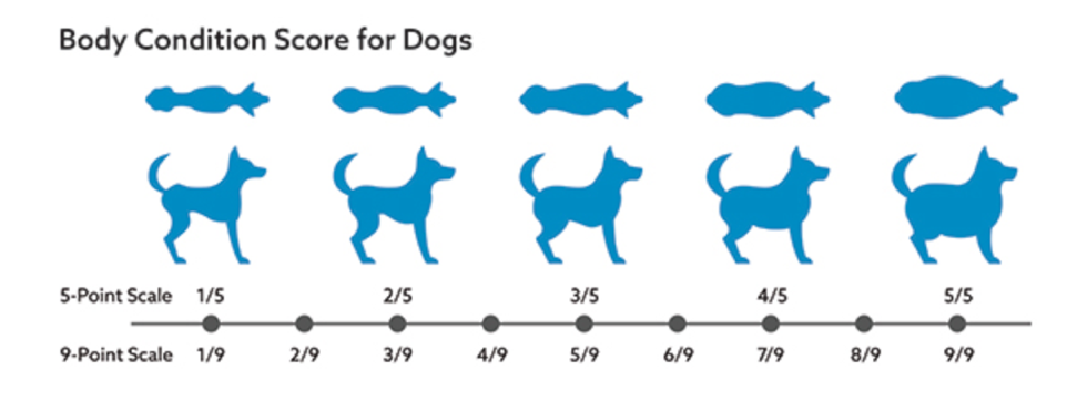 A diagram of dog food

Description automatically generated