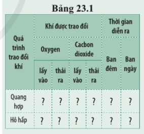 BÀI 23. TRAO ĐỔI KHÍ Ở SINH VẬT MỞ ĐẦUCâu hỏi: Tế bào trong cơ thể cần khí oxygen và thải khí carbon dioxide trong quá trình hô hấp. Cơ thể đảm bảo quá trình đó bằng cách nào và do cơ quan nào thực hiện?Đáp án chuẩn:Cơ thể chúng ta lấy O2 nhờ hít vào và thải CO2 nhờ thở ra với hệ hô hấp.I. KHÁI NIỆM TRAO ĐỔI KHÍ Ở SINH VẬTCâu 1: Quan sát hình 23.1, mô tả sự trao đổi khí ở sinh vậtĐáp án chuẩn:O2 khuếch tán từ môi trường qua bề mặt trao đổi khí vào cơ thể → các tế bào thực hiện hô hấp → tạo ra CO2, nồng độ CO2 trong tế bào cao khiến CO2 khuếch tán từ tế bào ra. CO2 được vận chuyển đến bề mặt trao đổi khí rồi được khuếch tán ra ngoài môi trường.Câu hỏi 1: Sự trao đổi khí và hô hấp tế bào ở cơ thể sinh vật có liên quan như thế nào?Đáp án chuẩn:Hô hấp tế bào phân giải các chất hữu cơ để giải phóng năng lượng cung cấp cho hoạt động trao đổi khí. Trao đổi khí cung cấp O2 – nguyên liệu cho hô hấp tế bào đồng thời đào thải CO2 ra ngoài.II. TRAO ĐỔI KHÍ Ở THỰC VẬT1. Cấu tạo và chức năng của khí khổngCâu 2: Quan sát hình 23.2, cho biết chất nào đi vào và chất nào đi ra qua khí khổng trong quang hợp?Đáp án chuẩn:- Chất đi vào: CO2.- Chất đi ra: O2 và nướcCâu 3: Cho biết khí khổng có ở mặt trên hay mặt dưới của lá cây.Đáp án chuẩn:Có ở hai mặt nhưng tập trung chủ yếu ở mặt dưới của lá cây.Câu 4: Quan sát hình 23.3, mô tả cấu tạo của khí khổng. Chức năng khí khổng là gì?Đáp án chuẩn:- 2 tế bào hình hạt đậu, xếp úp vào nhau, có thành trong dày và thành ngoài mỏng., chứa nhiều lục lạp, không bào và nhân.- Khí khổng thực hiện quá trình trao đổi khí và thoát hơi nước cho cây.Thí nghiệm: Quan sát khí khổng.Mô tả và vẽ hình dạng của khí khổng quan sát được.Đáp án chuẩn:Cấu tạo: hai tế bào hình hạt đậu, xếp úp vào nhau.Hình dạng:Tìm hiểu thêm: Tìm hiểu vì sao ở những loài cây có lá nổi trên mặt nước (ví dụ cây súng) thì khí khổng chỉ có ở mặt trên của lá cây.Đáp án chuẩn:Vì trong quá trình trao đổi khí có sự thoát hơi nước, khí khổng ở trên sẽ giúp thoát hơi nước diễn ra dễ hơn và các khí có thể trao đổi dễ dàng ra vào khí khổng hơn.2. Quá trình trao đổi khí qua khí khống ở lá câyCâu 5: Mô tả sự trao đổi khí diễn ra ở lá cây. Nêu ảnh hưởng của môi trường tới trao đổi khí trong quang hợp ở lá cây.Đáp án chuẩn:- Khi cây quang hợp: CO2 khuếch tán từ ngoài vào lá, O2 khuếch tán từ trong lá ra ngoài. Trong hô hấp: O2 đi vào, CO2 đi ra.- Ánh sáng, nhiệt độ, hàm lượng nước, nồng độ O2/CO2,… Câu hỏi 2: Quan sát hình 23.4, cho biết quá trình trao đổi khí trong quang hợp và hô hấp của thực vật như thế nào theo gợi ý ở bảng 23.1Đáp án chuẩn:Quá trình trao đổi khíKhí được trao đổiThời gian diễn raOxygenCarbon dioxideBan đêmBan ngàyLấy vàoThải raLấy vàoThải raQuang hợp xx  xHô hấpx  xx  III. TRAO ĐỔI KHÍ Ở ĐỘNG VẬTCâu 6: Cho biết cơ quan nào thực hiện quá trình trao đổi khí ở động vật?Đáp án chuẩn:Ống khí, mang, da, phổi...Câu 7: Quan sát hình 23.5, quá trình trao đổi khí ở cá, châu chấu, ếch và chim là gì?Đáp án chuẩn:Cá: mangChâu chấu: ống khíẾch: daChim: túi khíCâu hỏi 3: Vì sao khi bắt giun đất để trên bề mặt: đất khô ráo thì giun đất nhanh bị chết?Đáp án chuẩn:Vì giun đất hô hấp qua bề mặt da. Trong điều kiện khô ráo, da giun bị khô, O2 và CO2 không khuếch tán qua da, giun không thể hô hấp nên bị chết.2. Quá trình trao đổi khí ở động vậtCâu 8: Sự trao đổi khí giữa cơ thể người với môi trường được thực hiện như thế nào?Đáp án chuẩn:Trao đổi khí thông qua hệ hô hấp và sự phối hợp của hệ tuần hoàn.Câu 9: Quan sát hình 23.6, mô tả con đường đi của khí qua các cơ quan của hệ hô hấp ở người?Đáp án chuẩn:Khi hít vào, O2 được đưa vào phổi đến tận phế nang → trao đổi khí giữa phế nang và mạch máu. O2 đi vào máu và được vận chuyển đến các tế bào. CO2 từ máu về phế nang và thải ra ngoài môi trường.Câu hỏi 4: Phân biệt trao đổi khí ở động vật và thực vật theo nội dung gợi ý như bảng 23.2Đáp án chuẩn:Tiêu chíThực vậtĐộng vậtCơ quan trao đổi khí Khí khổng Ống khí, mang, da, phổi,…Đường đi của khíCO2 khuếch tán từ ngoài vào lá, O2 khuếch tán từ trong lá ra môi trường.Khi hít vào, O2 được đưa vào phổi đến tận phế nang → trao đổi khí. O2 đi vào máu đến các tế bào. CO2 từ máu về phế nang và thải ra ngoài môi trường.Cơ chế trao đổi khíKhuyếch tán.Nhờ các cơ quan thực hiện quá trình hô hấp.Chất khí trao đổi giữa cơ thể với môi trườngO2 và CO2O2, CO2 và các khí khác.Vận dung 1Câu hỏi: Vì sao mở nắp mang cá có thể biết cá còn tươi hay không?Đáp án chuẩn:Vì mang là bộ phận hô hấp ở cá. Nếu cá còn tươi → hô hấp vẫn diễn ra, mang có màu đỏ hồng. Vận dụng 2Câu hỏi: Vì sao sơn kín da ếch thì ếch sẽ chết sau một thời gian?Đáp án chuẩn:Khi sơn kín da ếch → da ếch bị khô không thể trao đổi khí → Ếch bị thiếu O2 và tích tụ CO2 → chết dần.Vận dụng 3