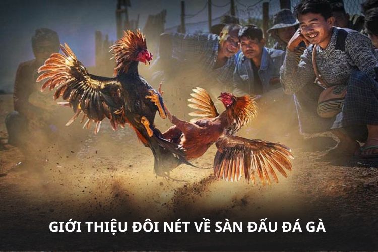 Giới thiệu đôi nét về sàn đấu đá gà 77WIN