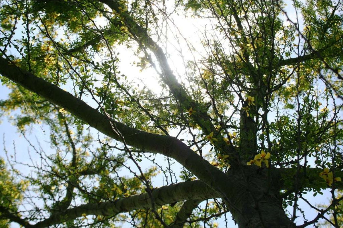 It's day time and can see the branches of trees