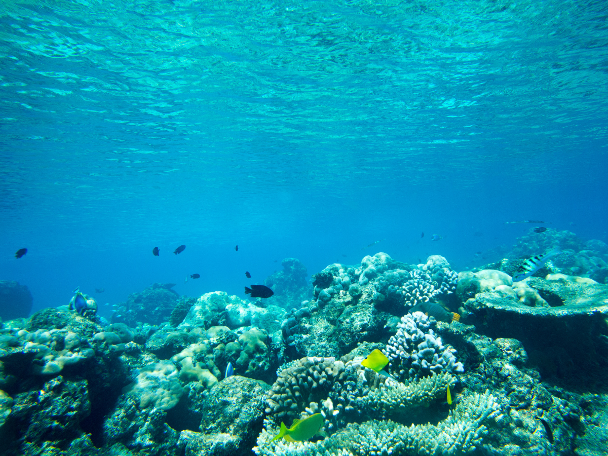 Koh Kood’s Underwater Wonders