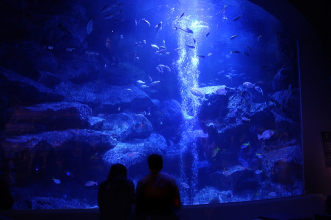 水族館デートの写真