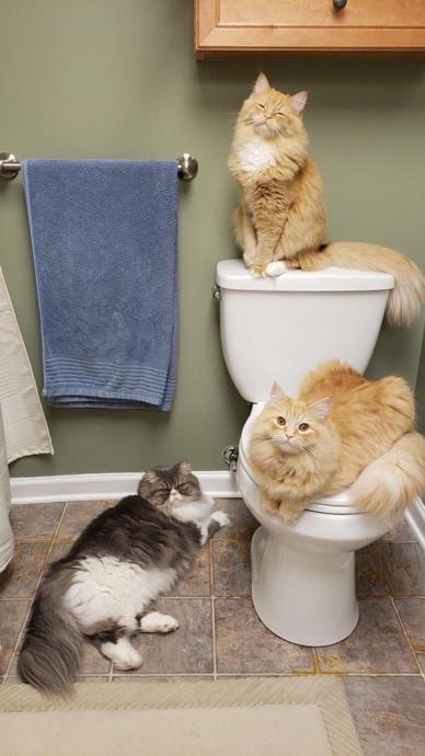 Cats sitting on the toilet

Description automatically generated