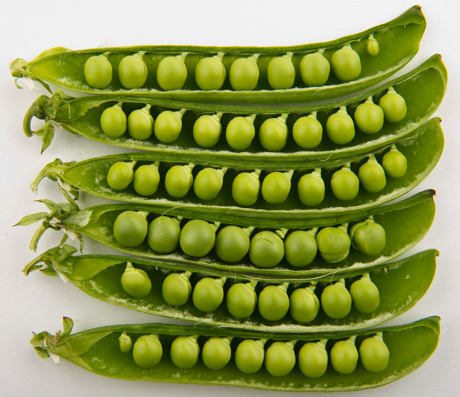 Fresh peas at home: A guide to growing sweet, tender pods