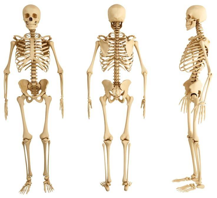 Quels sont les os du corps humain ?