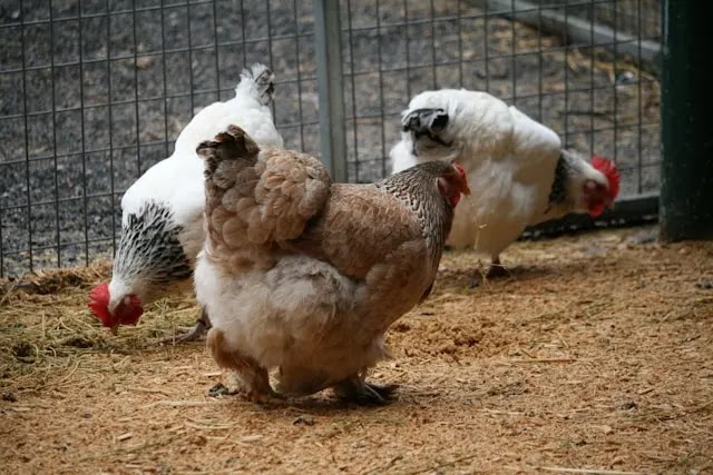 Lahan yang luas di kampung dan pedesaan sangat cocok untuk beternak ayam. Kamu bisa memilih untuk beternak ayam pedaging, ayam petelur, atau bahkan ayam kampung.