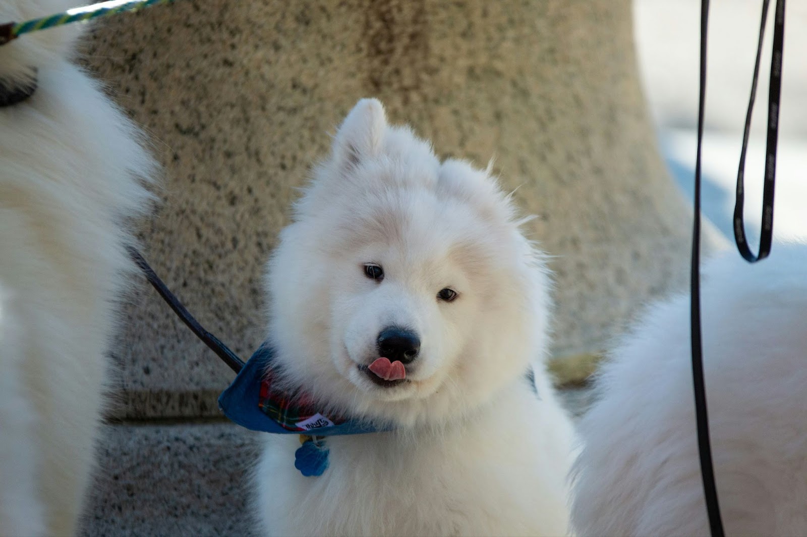 samoyed prone to diabetes in dogs