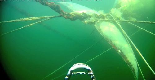 Ballena sei en salmonera ©Sernapesca | Ladera Sur