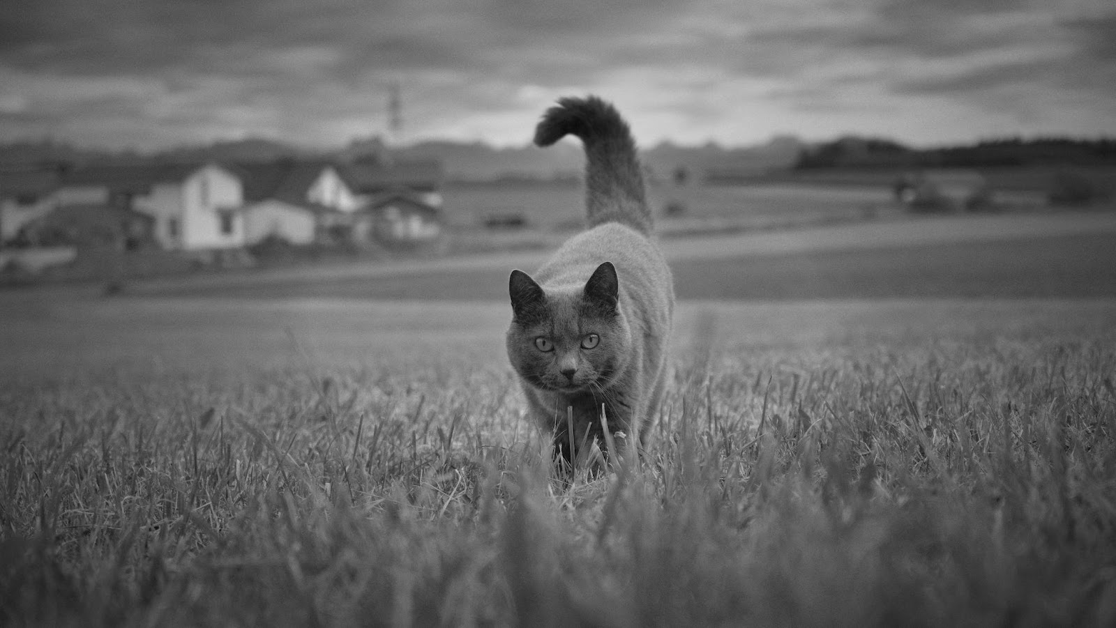 Cat Body Language Signals You're Misreading Completely