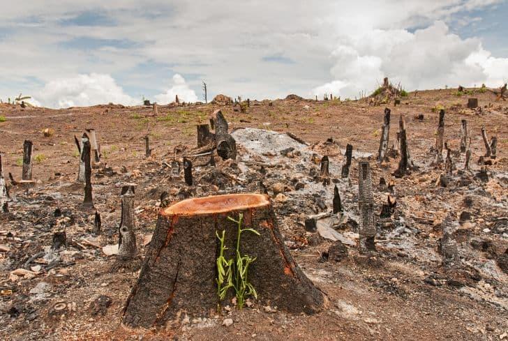 Deforestation - Causes, Effects and Solutions To Clearing of Forests -  Conserve Energy Future