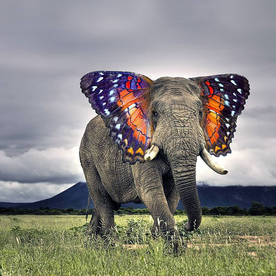 Funny Butterphant Animal Photo