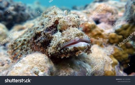 Scorpionfish Fish Type Bone Fish Osteichthyes Stock Photo 1821325394 |  Shutterstock