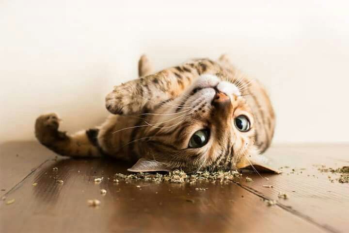 آیا پوچ برای همه‌ی گربه‌ها مناسب است؟