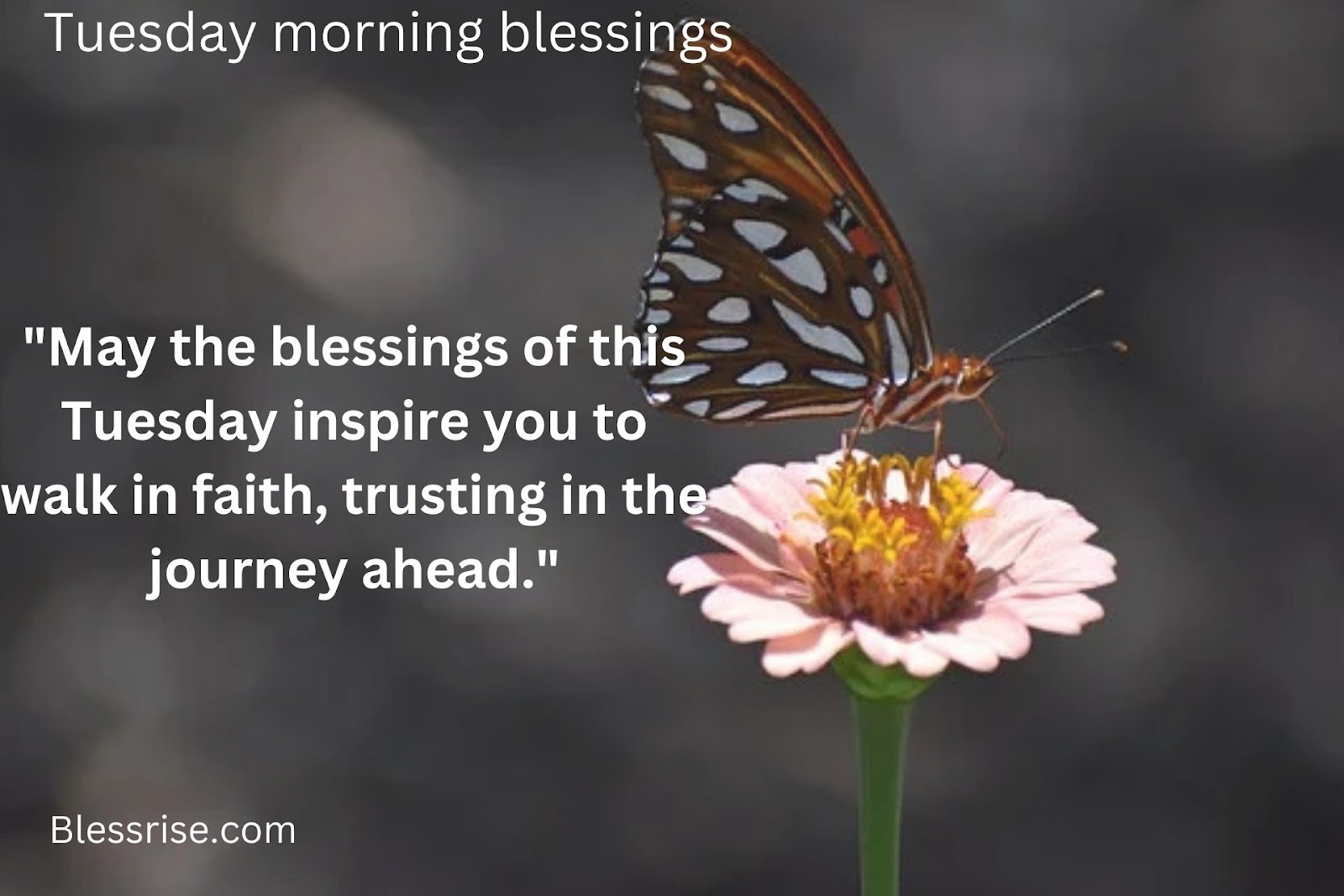 Tuesday morning blessings