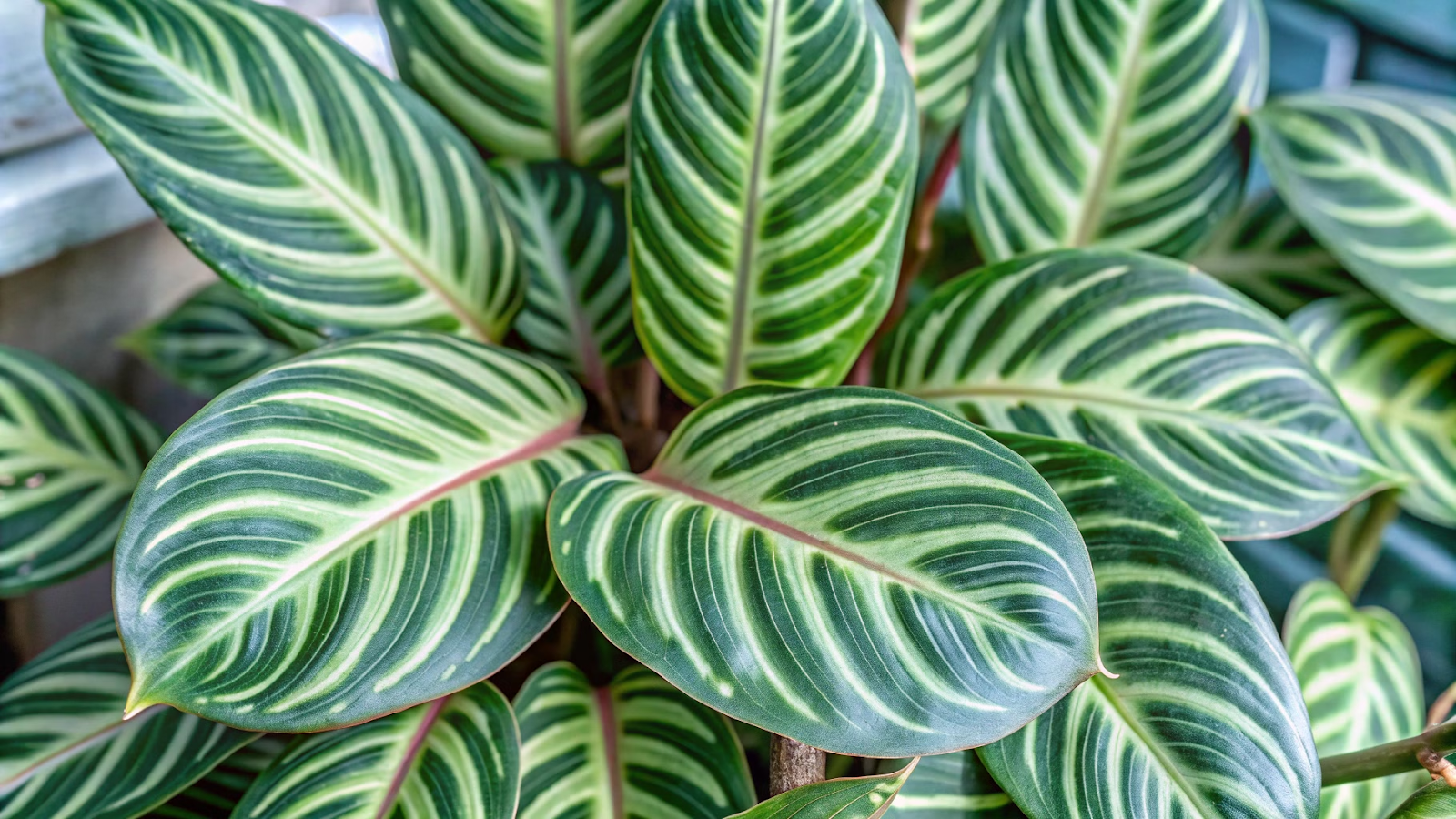 Maranta com padrões vibrantes nas folhas em luz difusa.