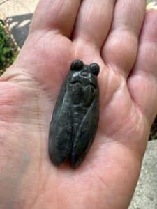 hand holding a labradorite crystal cicada