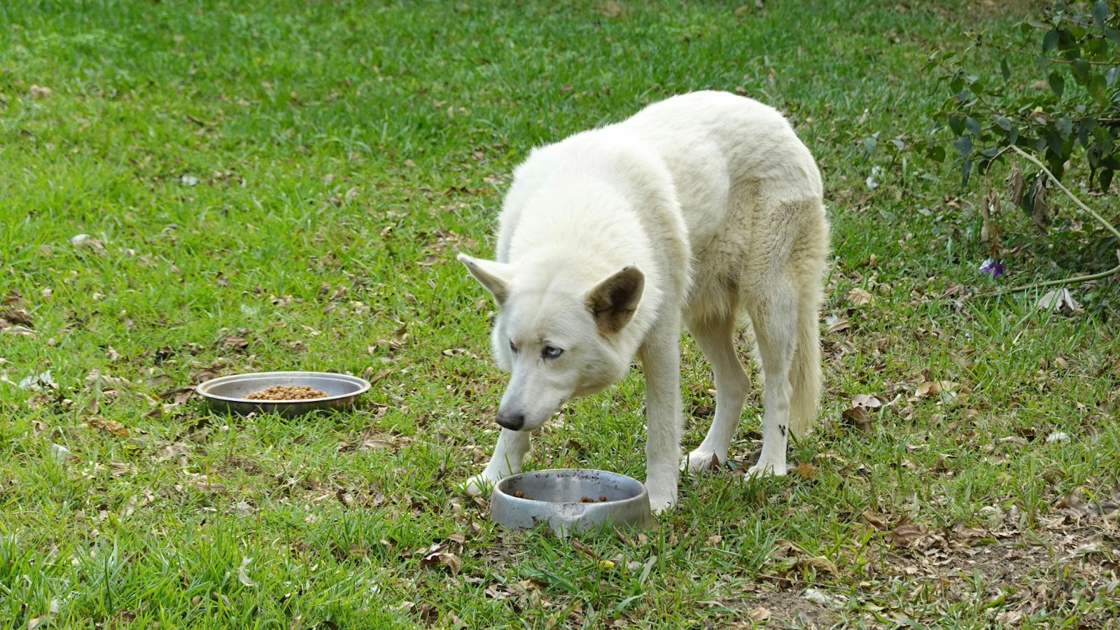 hond die wat eet