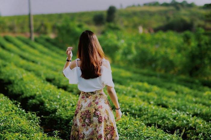 Đồi chè Tâm Châu Bảo Lộc. Chạm vào mây, đắm giữa sắc xanh đồi chè Tâm Châu