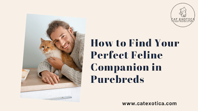 Himalayan Cat for Sale in Bangalore